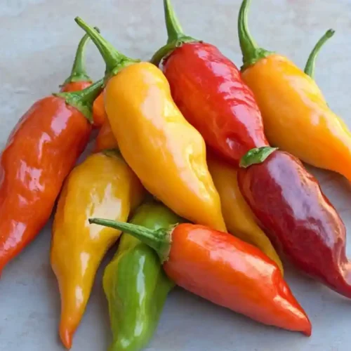 Aji Chili Pepper