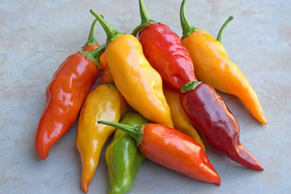 Aji Chili Pepper Aji Chili Pepper
