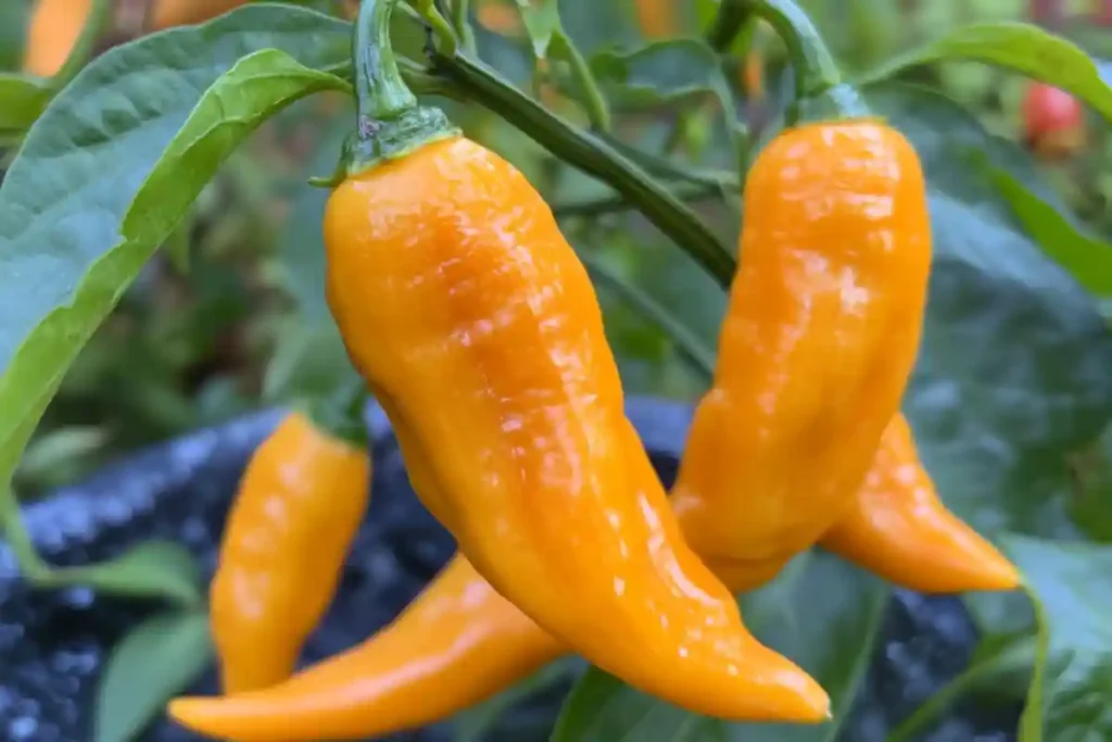 Aji Pepper