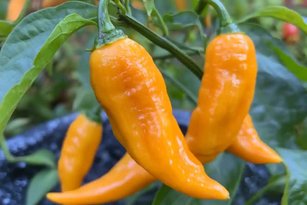 Aji Pepper Aji Pepper